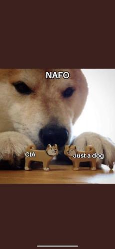 NAFO-CIA